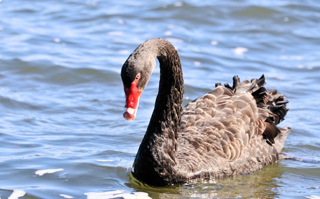 Black Swan Lakeside Boutique Hotel Rotorua Buitenkant foto